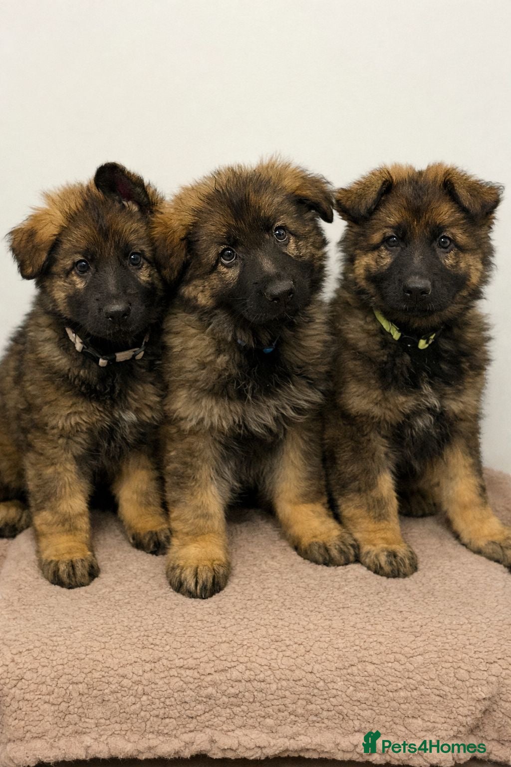 German Shepherd dogs KC LONG HAIRED HEALTH TESTED GERMAN SHEPHERDS - Advert 2