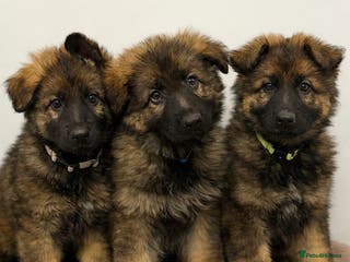 German Shepherd dogs KC LONG HAIRED HEALTH TESTED GERMAN SHEPHERDS - Advert 1