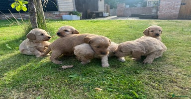 Cockapoo dogs - Advert 2
