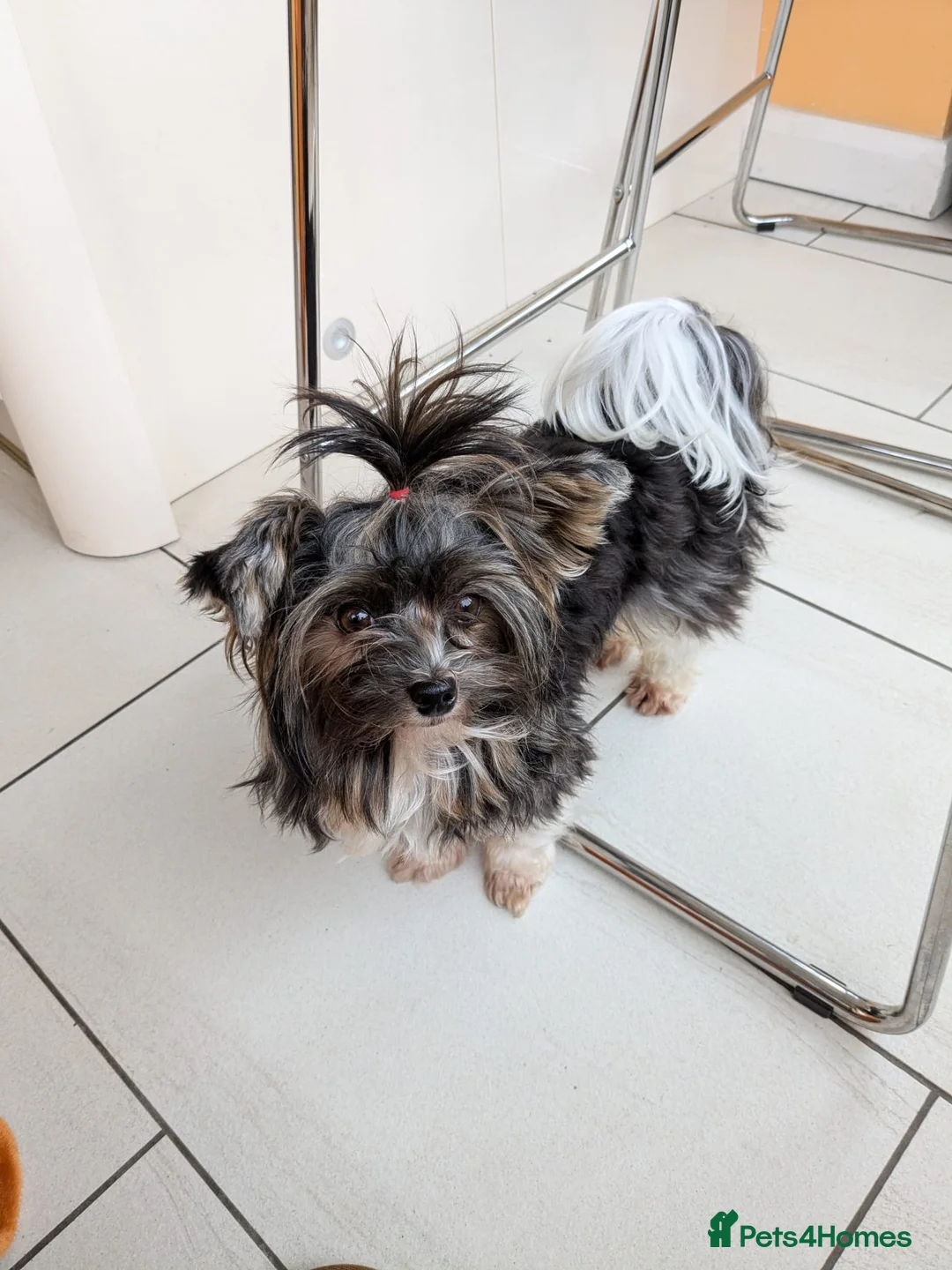 Yorkshire Terrier dogs for stud: Purebred BiewerTerrier/ColourfulYorkie Proven Stud in Merthyr Tydfil - Advert 38