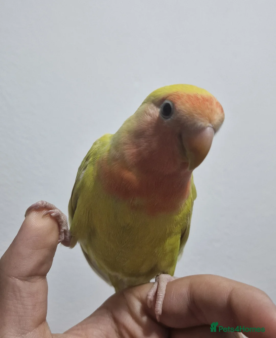 Budgerigars birds for sale: Baby Lovebird For Sale! - Advert 3