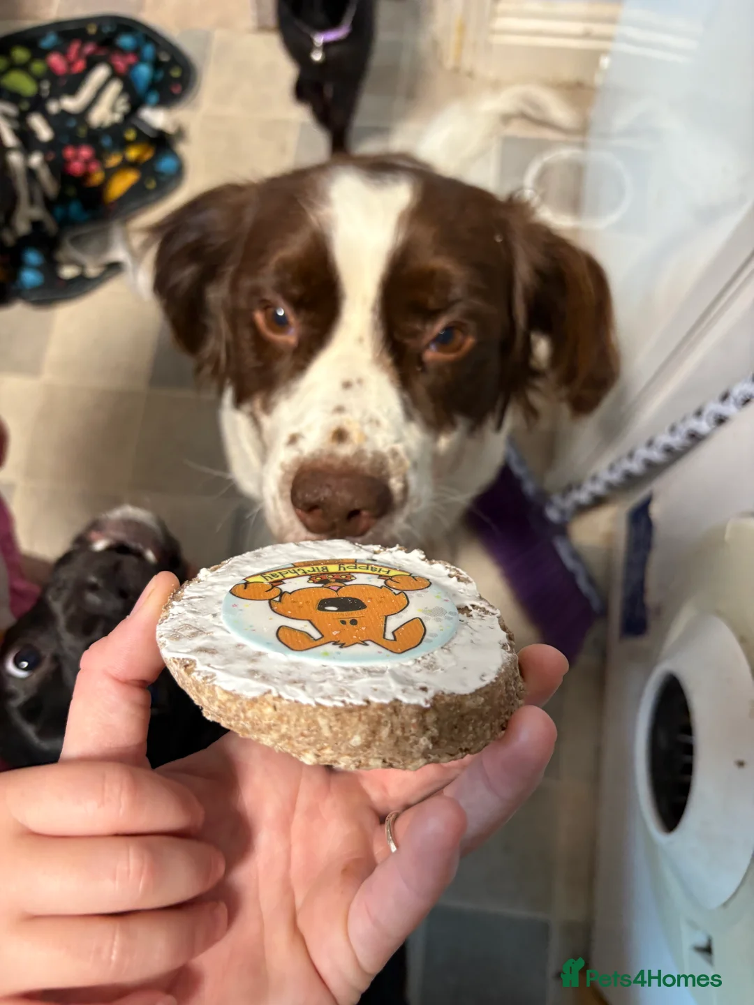 English Springer Spaniel dogs for sale: My beautiful boy Alfie  in Didcot - Advert 3