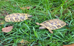 Hermann Tortoise reptiles for sale: Hermann's 2024 hatchlings for sale £130 - Image 2