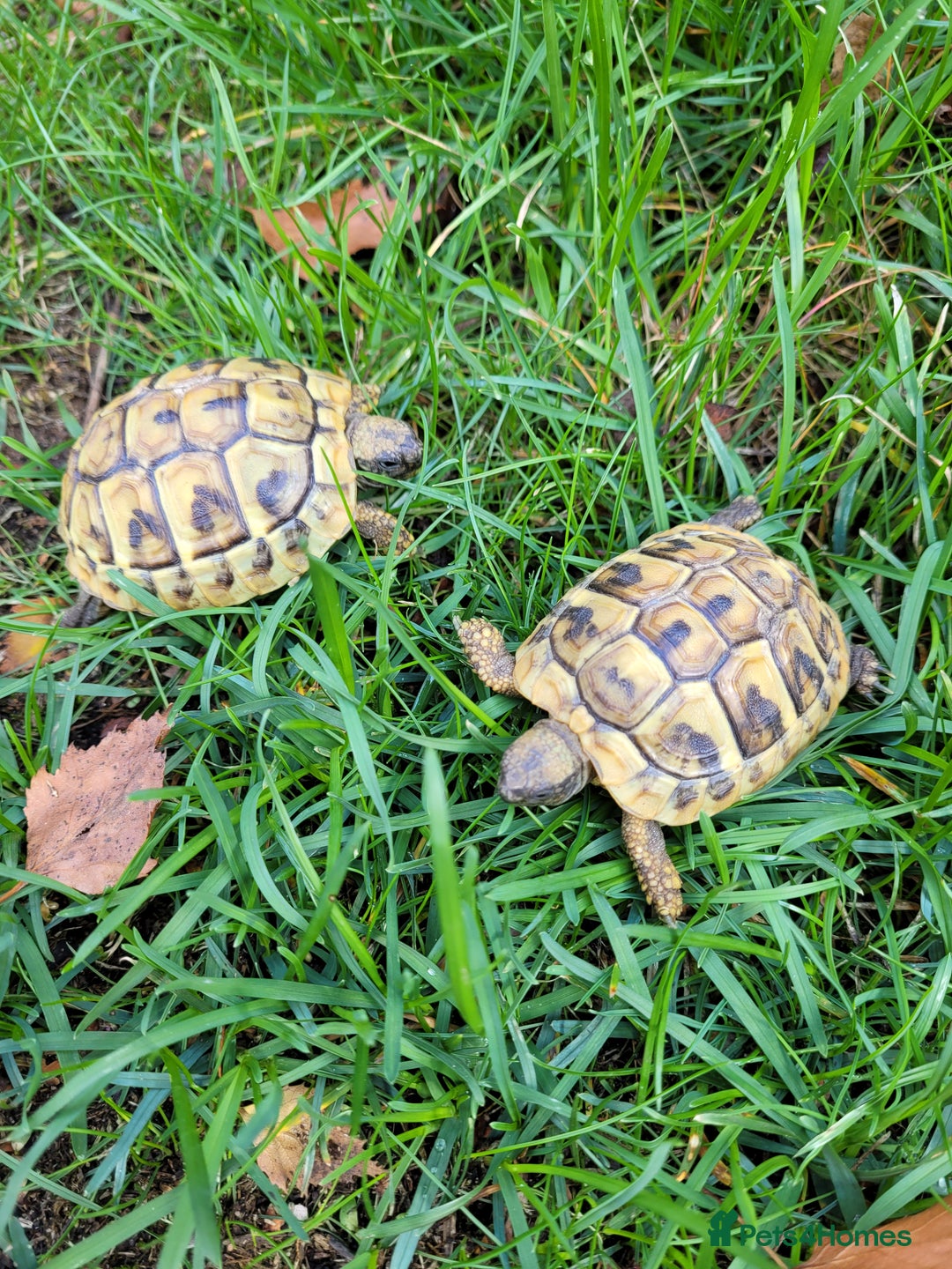 Hermann Tortoise reptiles for sale: Hermann's 2024 hatchlings for sale £130 - Image 2