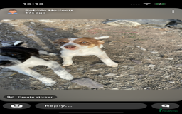 Border Collie dogs for sale:  2 border collie pups looking for new home🐶 - Image 2