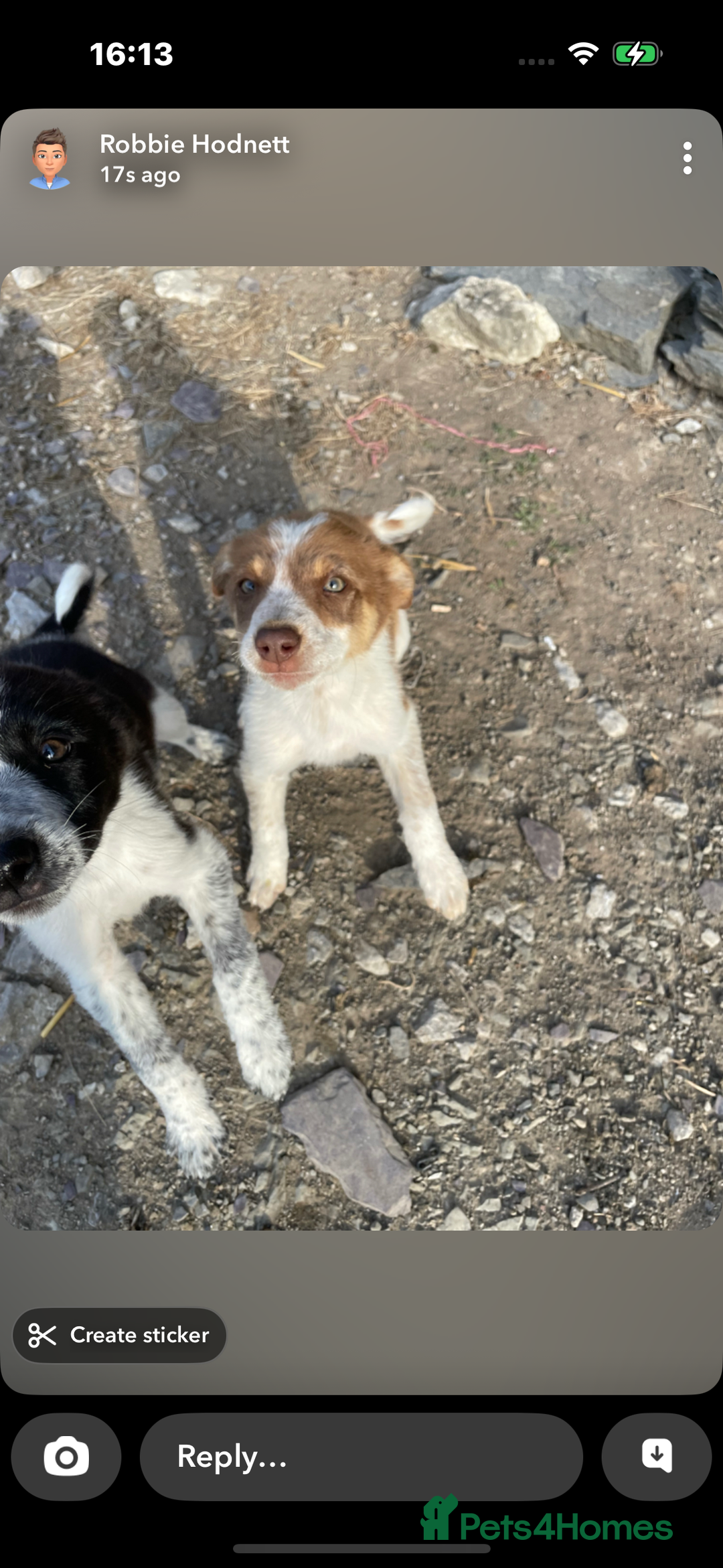 Border Collie dogs for sale:  2 border collie pups looking for new home🐶 - Image 2