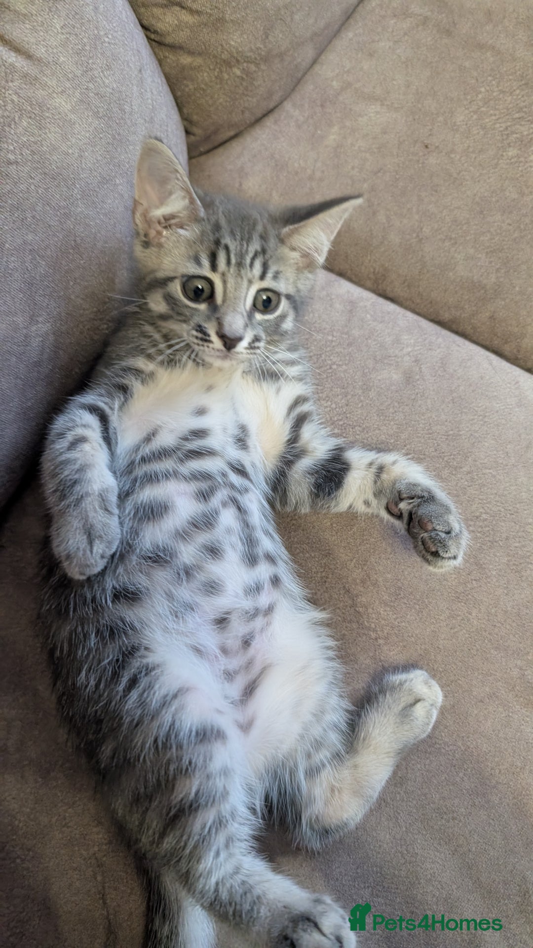 Mixed Breed cats for sale: Adorable Kittens Looking for Loving Homes! - Image 4