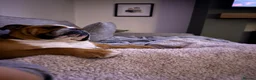 English Bulldog dogs for sale: Missy- English bulldog - Advert 13