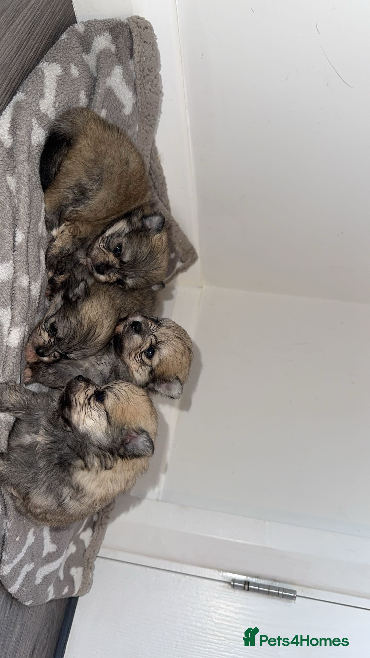 Pomeranian dogs 🎀Purebred Pomeranians🎀 - Advert 12