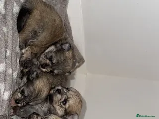 Pomeranian dogs 🎀Purebred Pomeranians🎀 - Advert 12