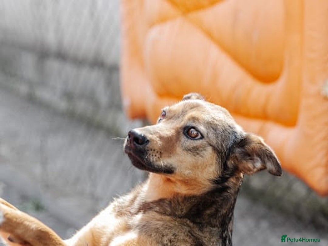 Mixed Breed dogs for adoption: 💖🐶 JESSY 🐶💖 - Advert 5