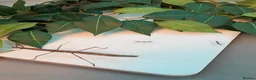 Stick Insects invertebrates for sale: Baby Indian stick insects 🐜 - Advert 4