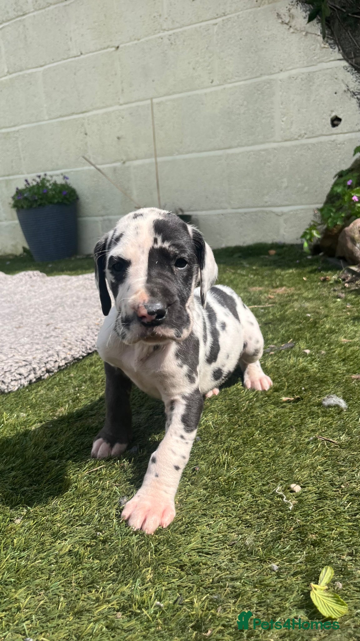 Great Dane dogs Stunning Great Dane puppies - Advert 5
