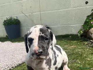 Great Dane dogs Stunning Great Dane puppies - Advert 5