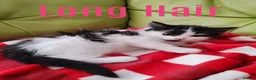 Mixed Breed cats for sale: Kittens  - Advert 5
