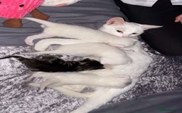 Mixed Breed cats for sale: Pure White brother and sister  - Image 2