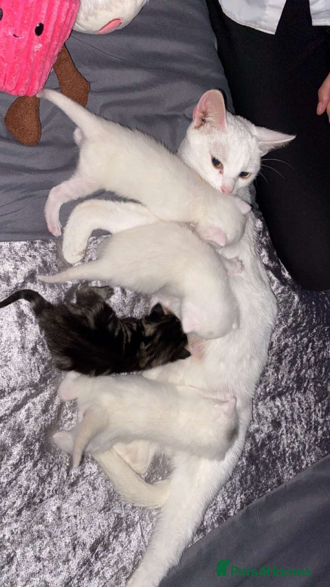 Mixed Breed cats for sale: Pure White brother and sister  - Image 2