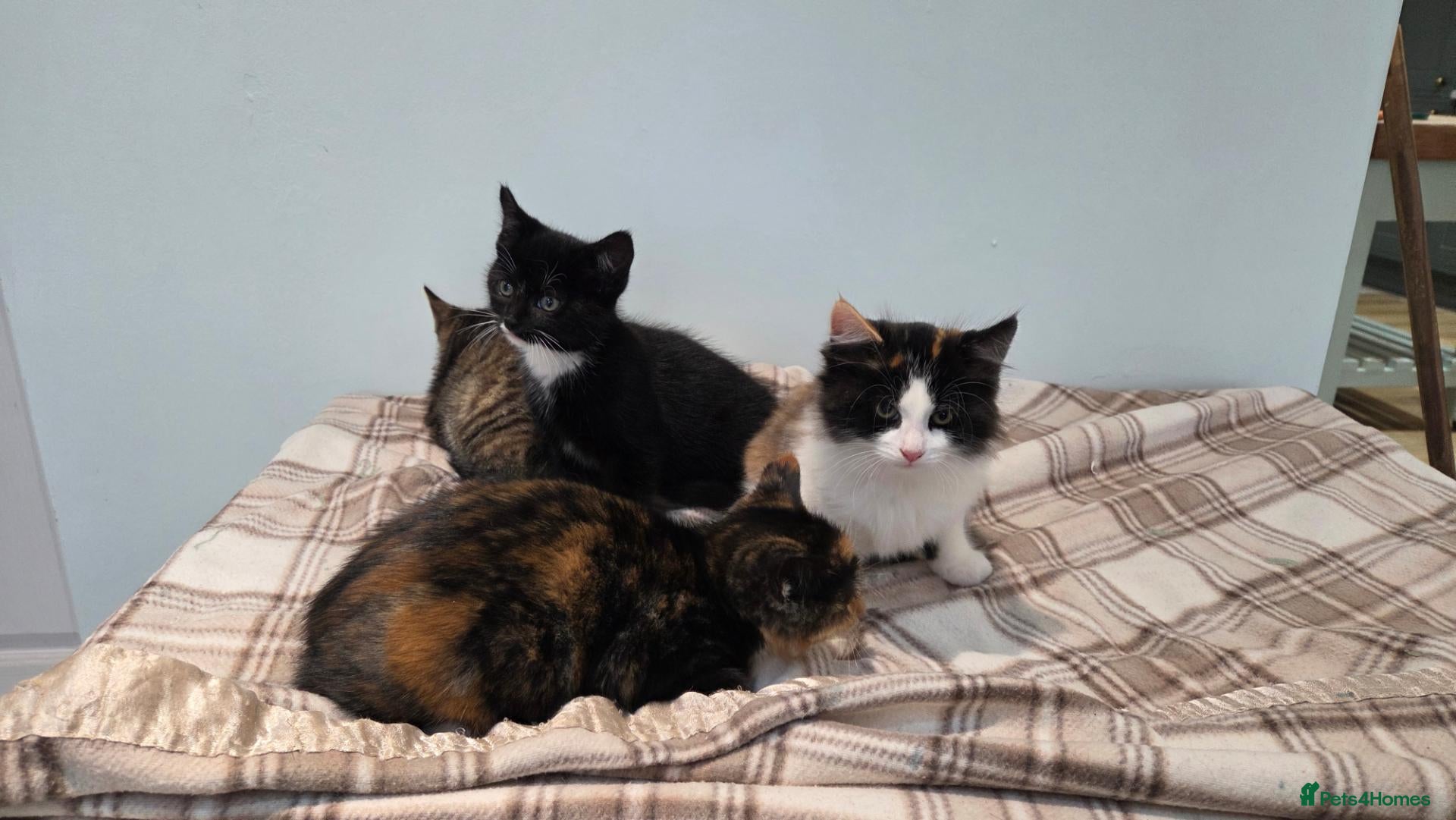 Mixed Breed cats for sale: Kittens For Sale - Advert 2