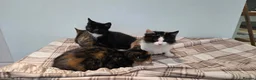 Mixed Breed cats for sale: Kittens For Sale - Advert 1