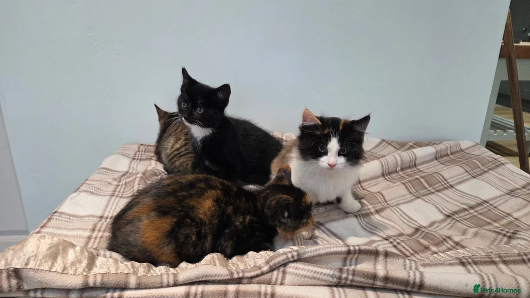 Mixed Breed cats for sale: Kittens For Sale - Advert 1