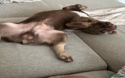 French Bulldog dogs for sale: Isabella & Tan fluffy French bulldoy - Image 10