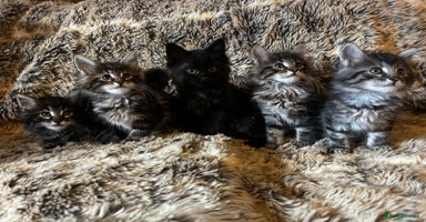 Maine Coon cats - Advert 14