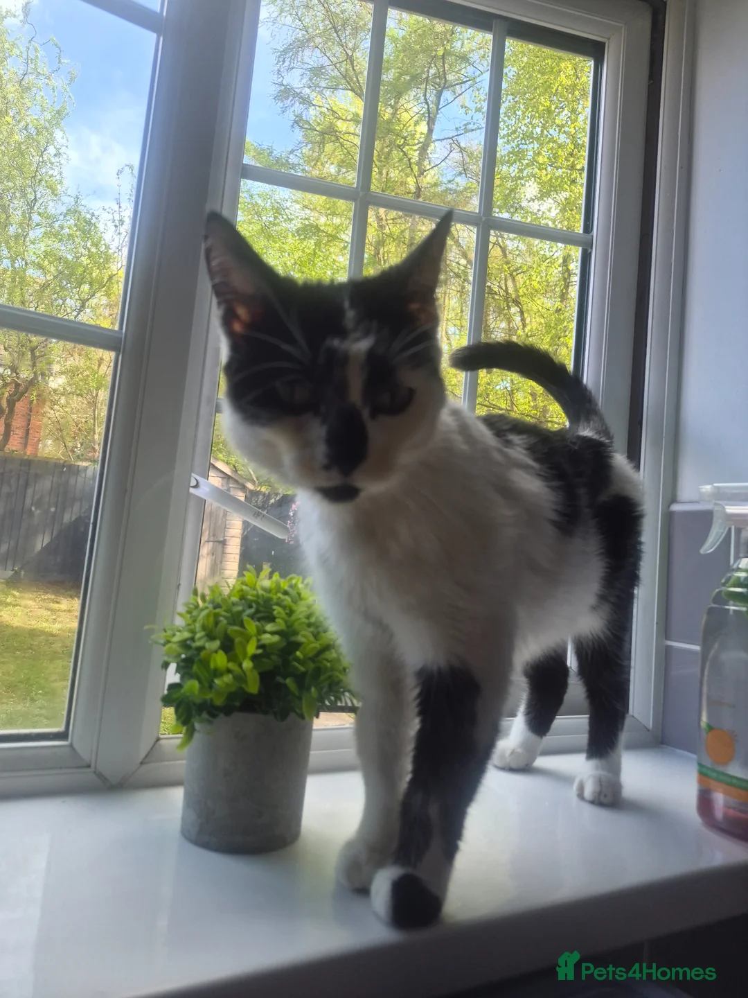 Mixed Breed cats for sale: 4 kittens looking for lovely homes  - Advert 8