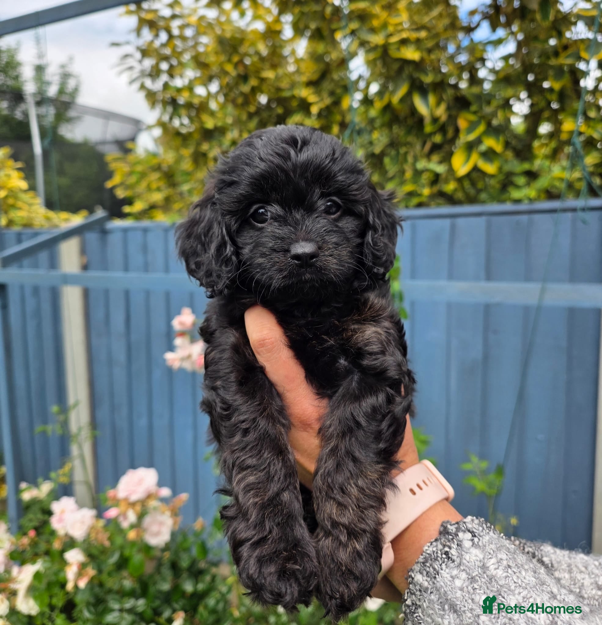 Cavapoo dogs Adorable F1 Cavapoo Puppies - Advert 5