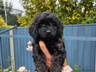 Cavapoo dogs Adorable F1 Cavapoo Puppies - Advert 5