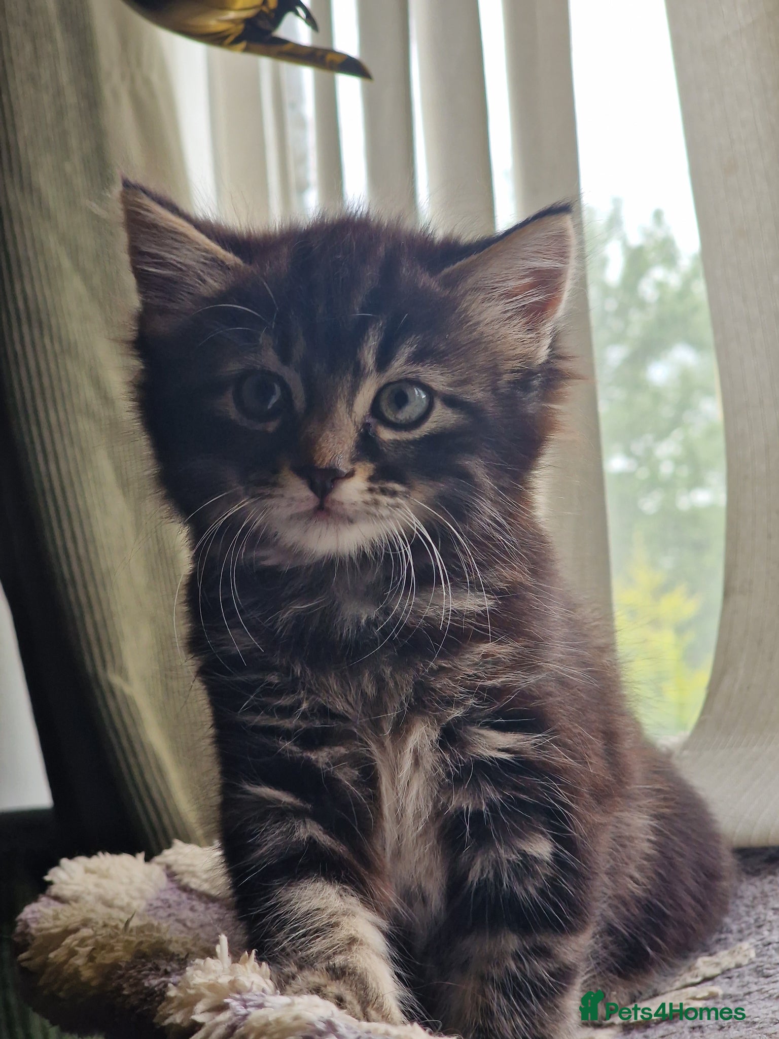 Mixed Breed cats for sale: Cute male kitten looking for his family - Advert 7