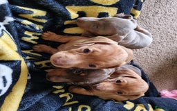 Miniature Dachshund dogs for sale: Female Miniature Dachshund - Only 1 Remaining - Image 8