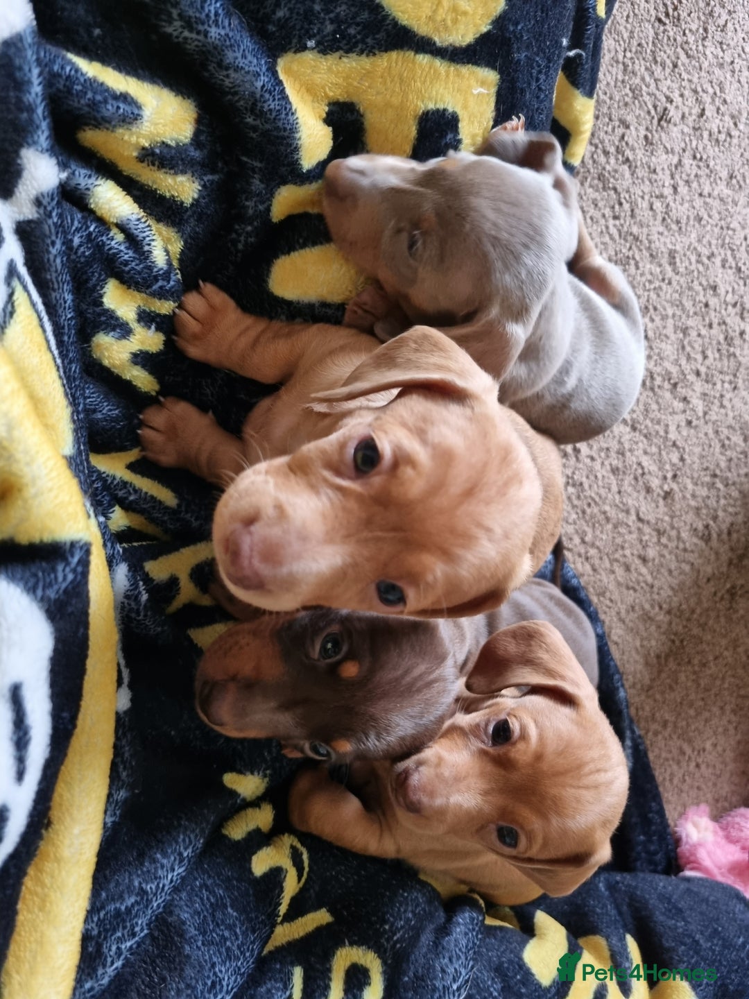 Miniature Dachshund dogs for sale: Female Miniature Dachshund - Only 1 Remaining - Image 8