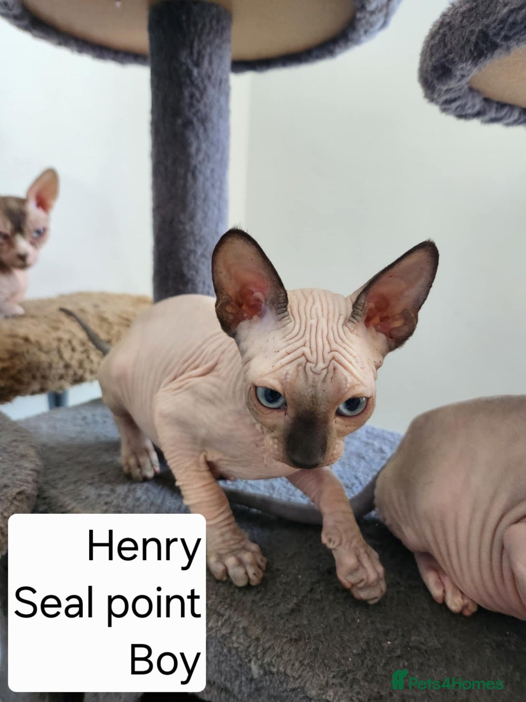 Sphynx cats for sale: REDUCED Ready now qualityTica Canadian kittens - Image 12
