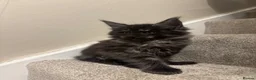 Maine Coon cats for sale: Maine coon kittens TICA  - Advert 14