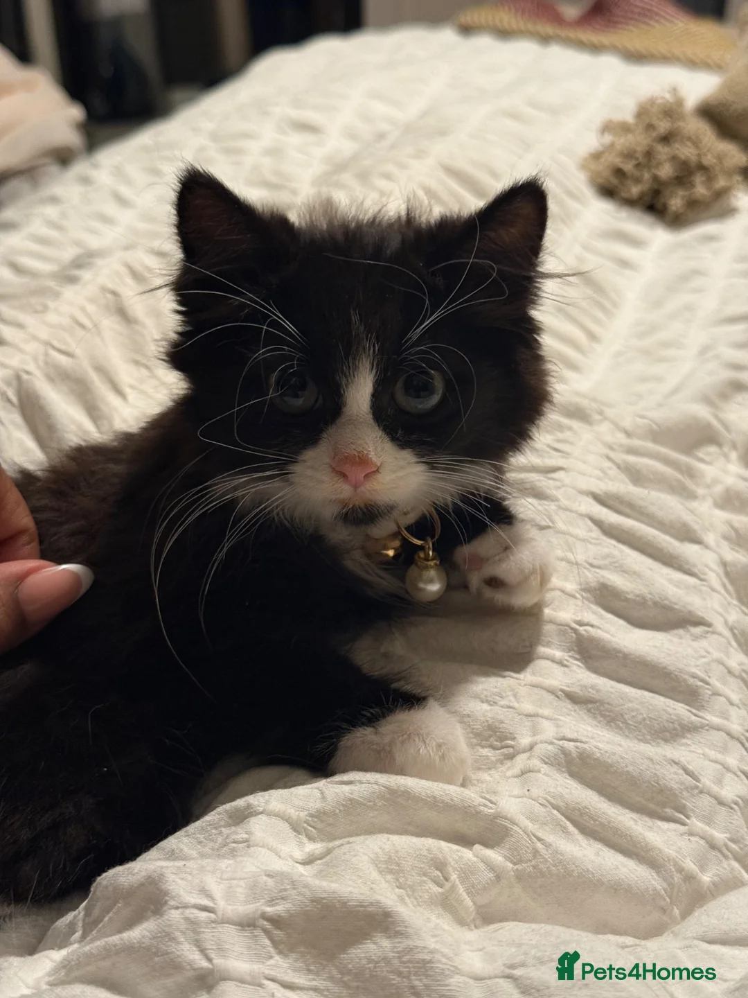 Ragdoll cats for sale: Half Ragdoll kittens for sale in Willenhall - Advert 1