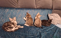 Maine Coon cats for sale: Maine Coon cross breed kittens 😸 😍  - Image 4
