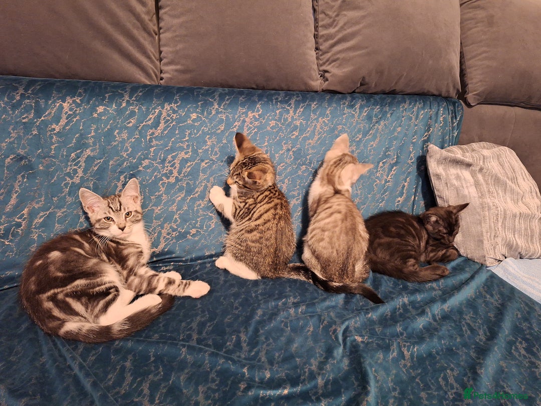 Maine Coon cats for sale: Maine Coon cross breed kittens 😸 😍  - Image 4