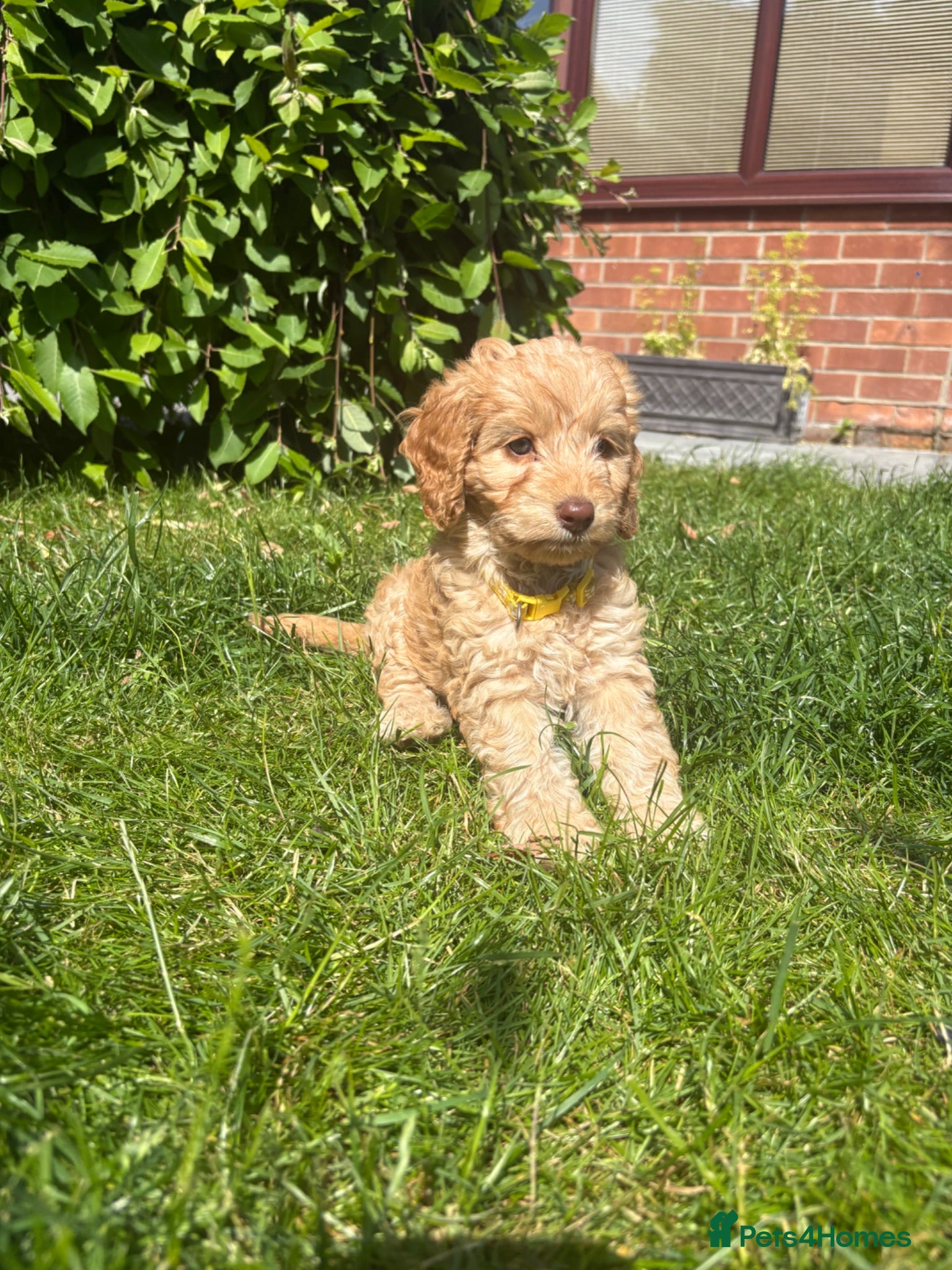 Cockapoo dogs Beautiful f1 cockerpoos - Advert 13