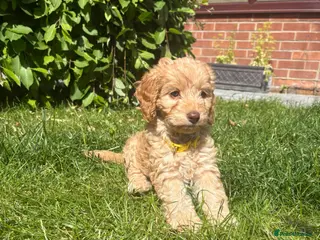 Cockapoo dogs Beautiful f1 cockerpoos - Advert 13