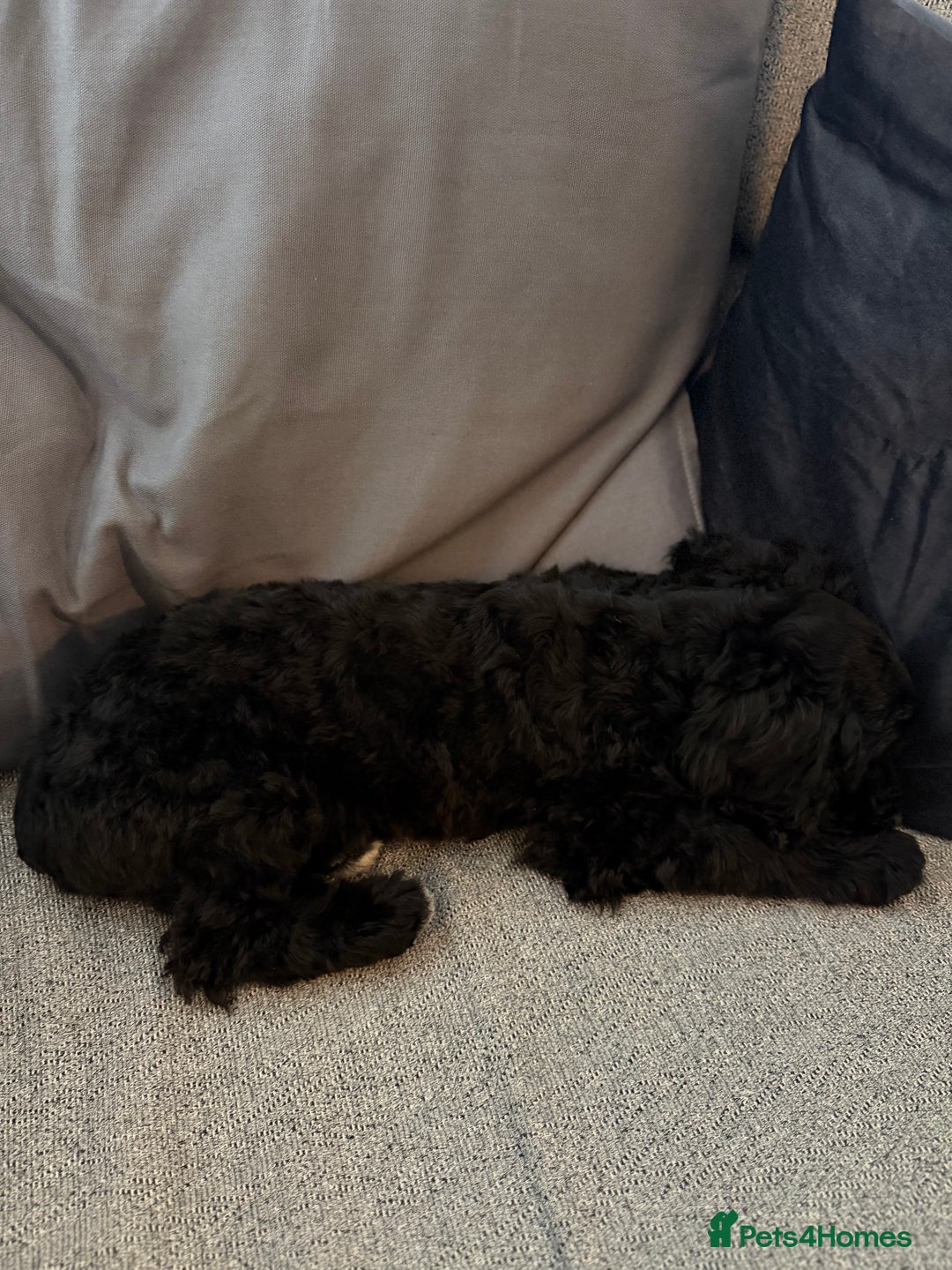 Cockapoo dogs for sale: Female Cockapoo Puppy - Advert 2