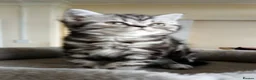 British Shorthair cats for sale: Bsh. Tabby kitten girl. - Advert 3