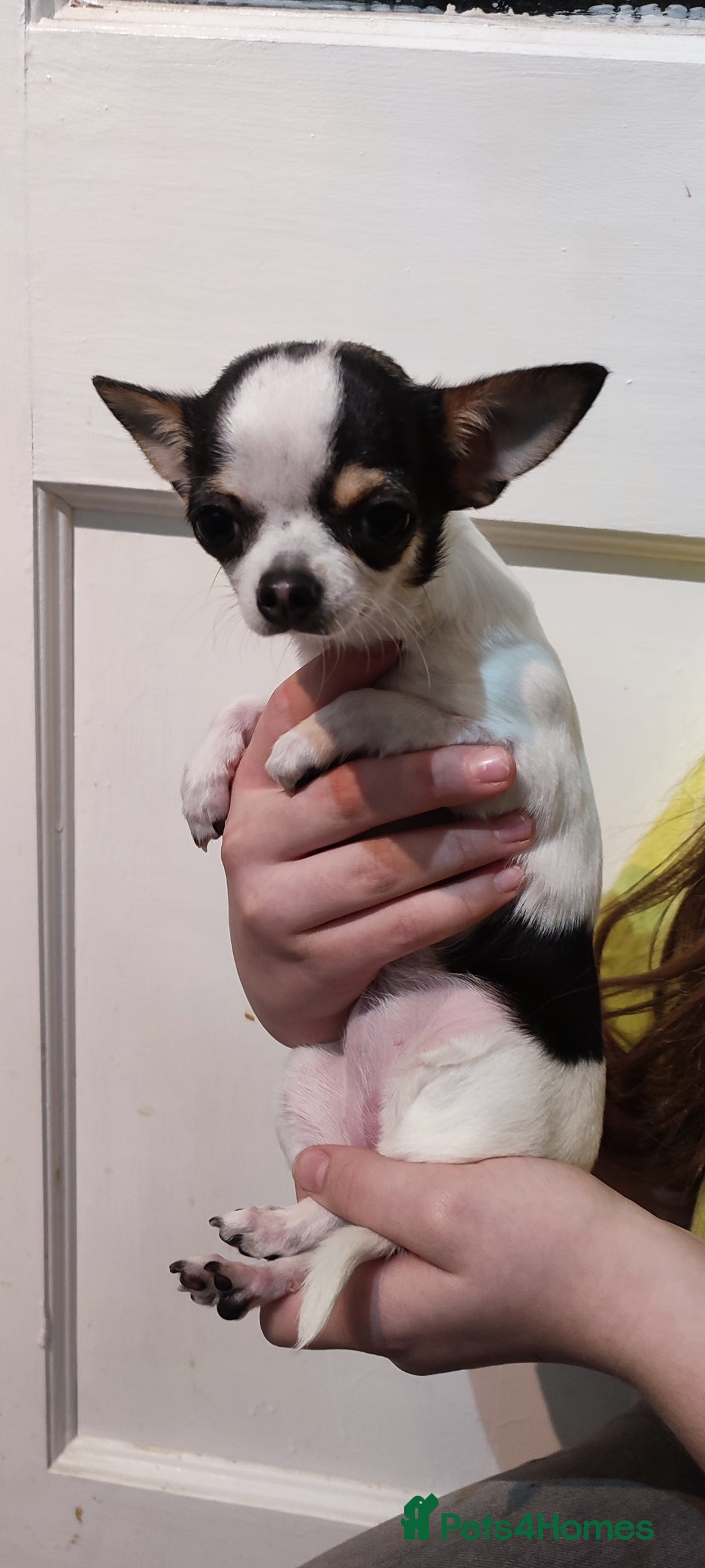 Chihuahua dogs for sale:  Tiny dog chihuahua - Advert 20