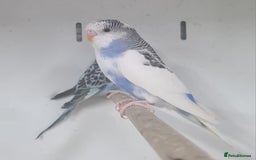 Budgerigars birds for sale: Beautiful Budgies - Image 3