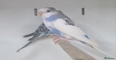 Budgerigars birds - Advert 9