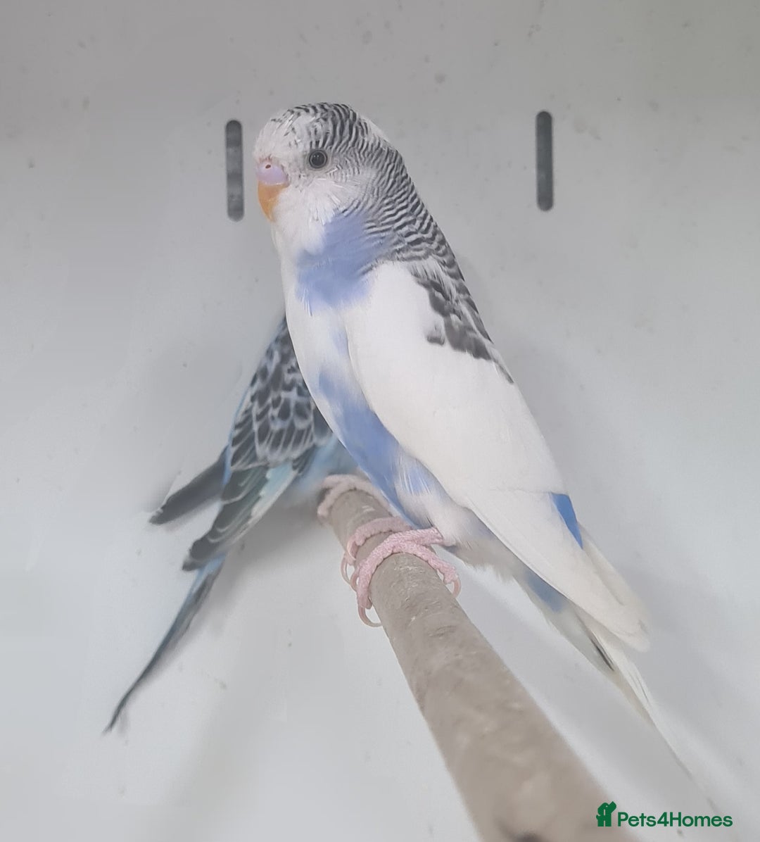 Budgerigars birds for sale: Beautiful Budgies - Image 3