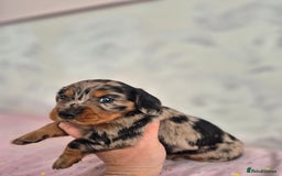 Dachshund dogs for sale: Miniature dachshund puppies PRA CLR - Image 34