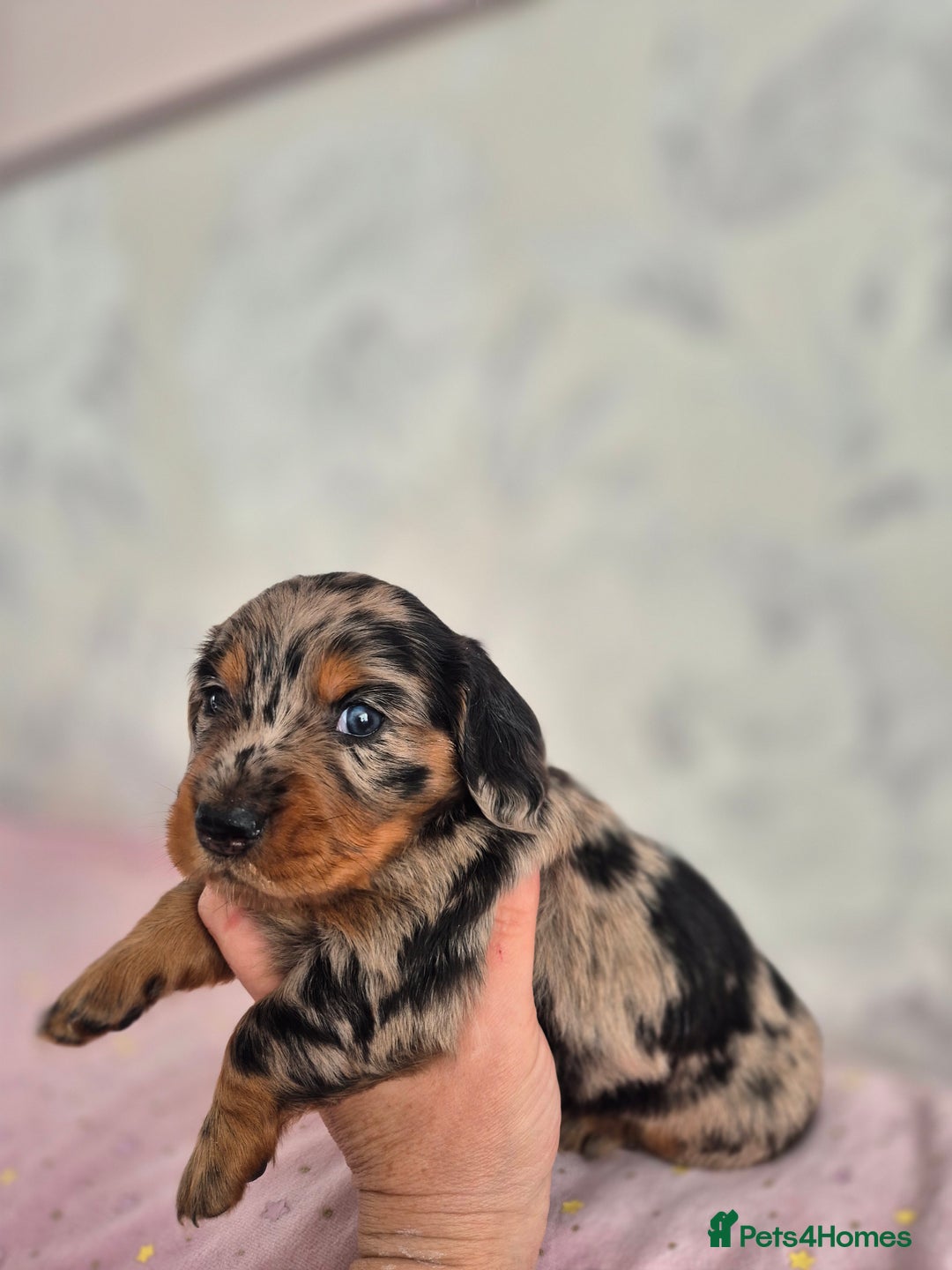 Dachshund dogs for sale: Miniature dachshund puppies PRA CLR - Image 34