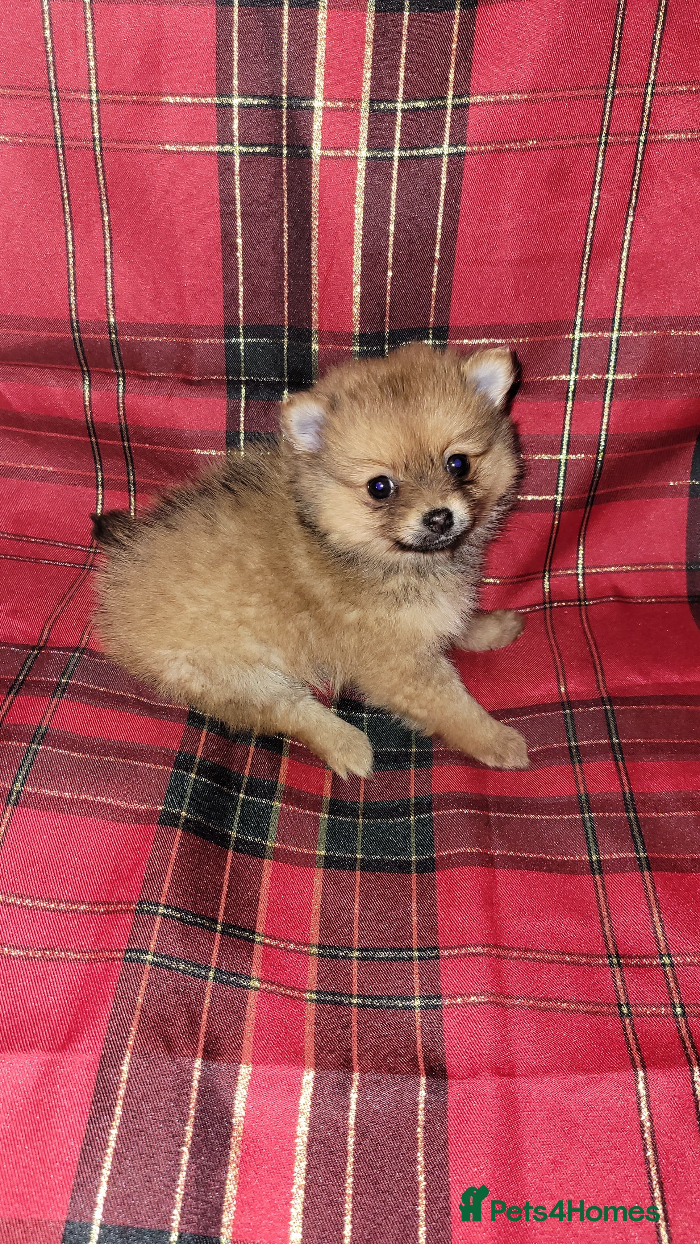 Pomeranian dogs Pomeranian Puppies  - Advert 1