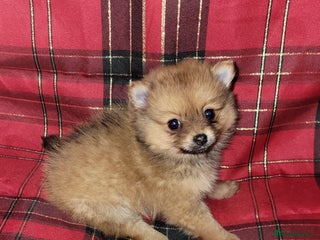 Pomeranian dogs Pomeranian Puppies - Advert 5