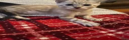Bengal cats for sale: Snow White bengal✨ - Advert 3